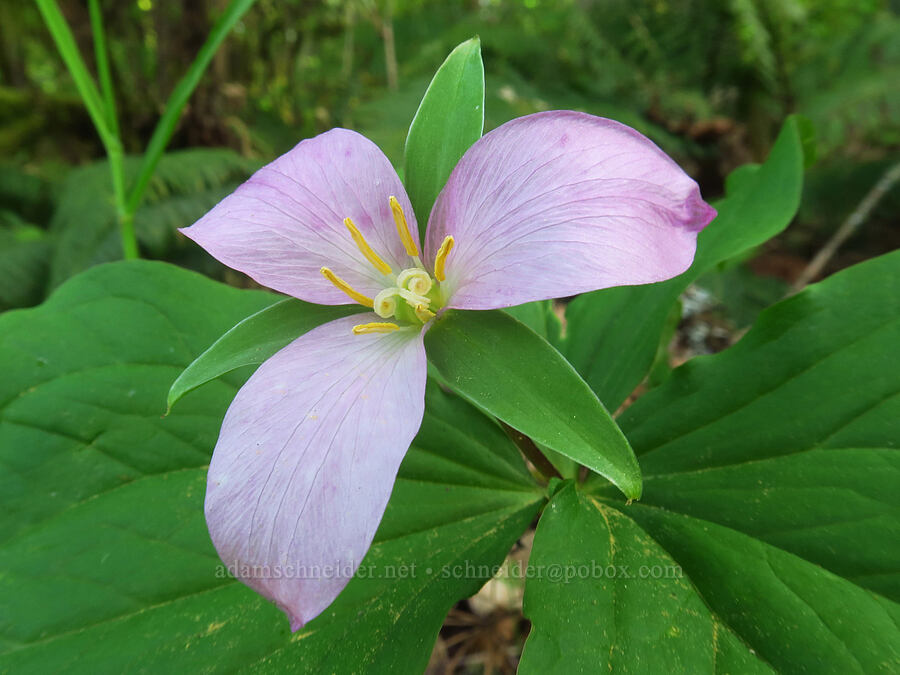 western trillium, fading to pink (Trillium ovatum) [Mount Pisgah, Lane County, Oregon]