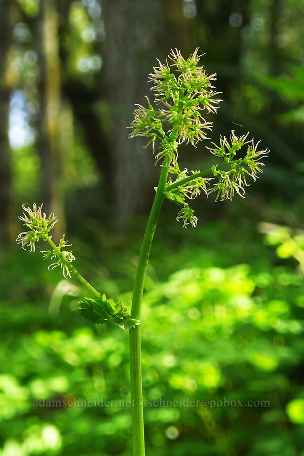 western meadow-rue (female flowers) (Thalictrum occidentale) [Mount Pisgah, Lane County, Oregon]
