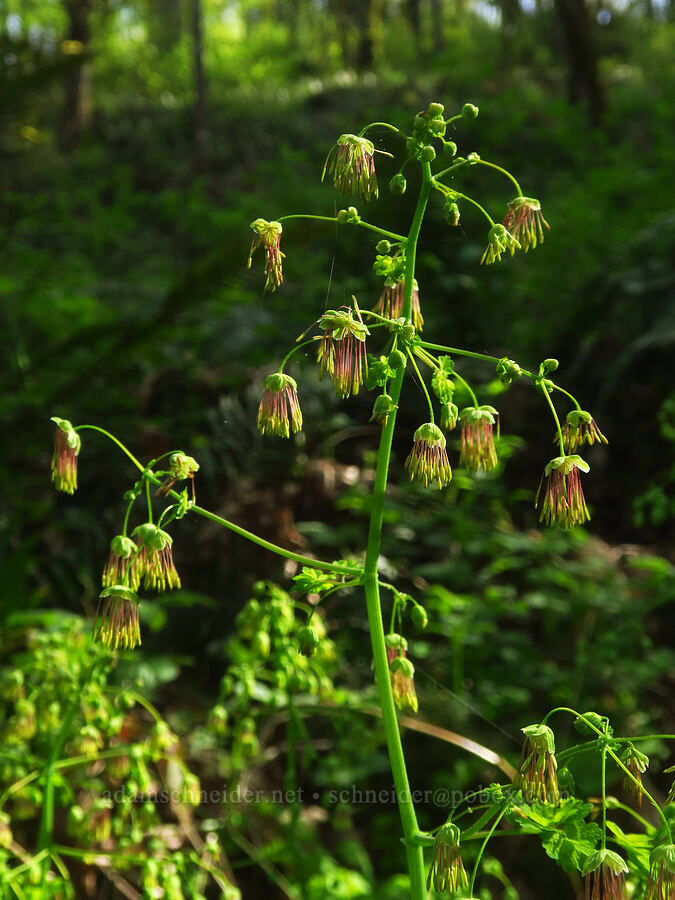 western meadow-rue (male flowers) (Thalictrum occidentale) [Mount Pisgah, Lane County, Oregon]