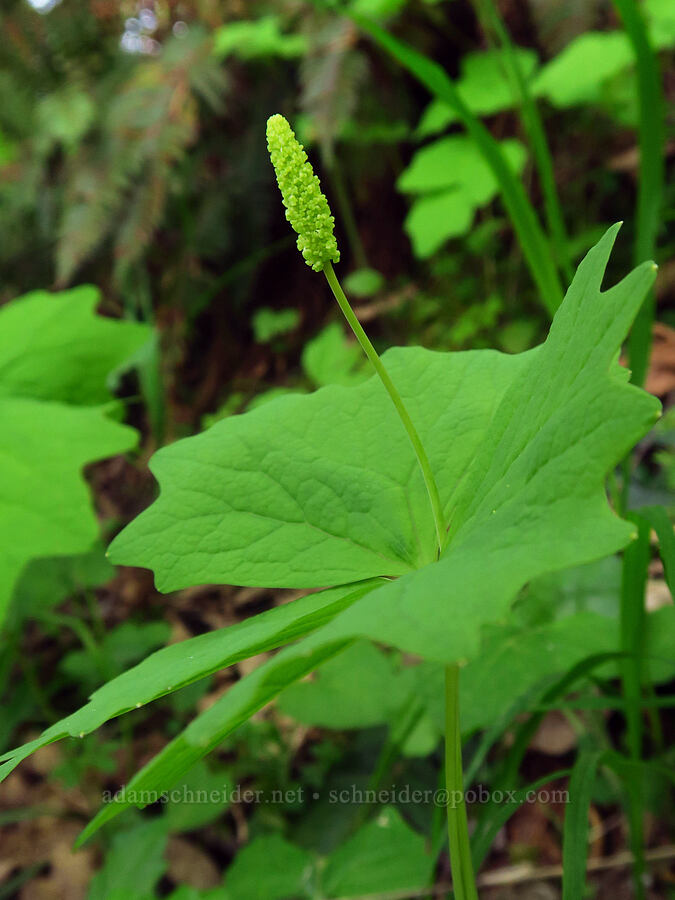 vanilla-leaf, budding (Achlys californica (Achlys triphylla)) [Mount Pisgah, Lane County, Oregon]