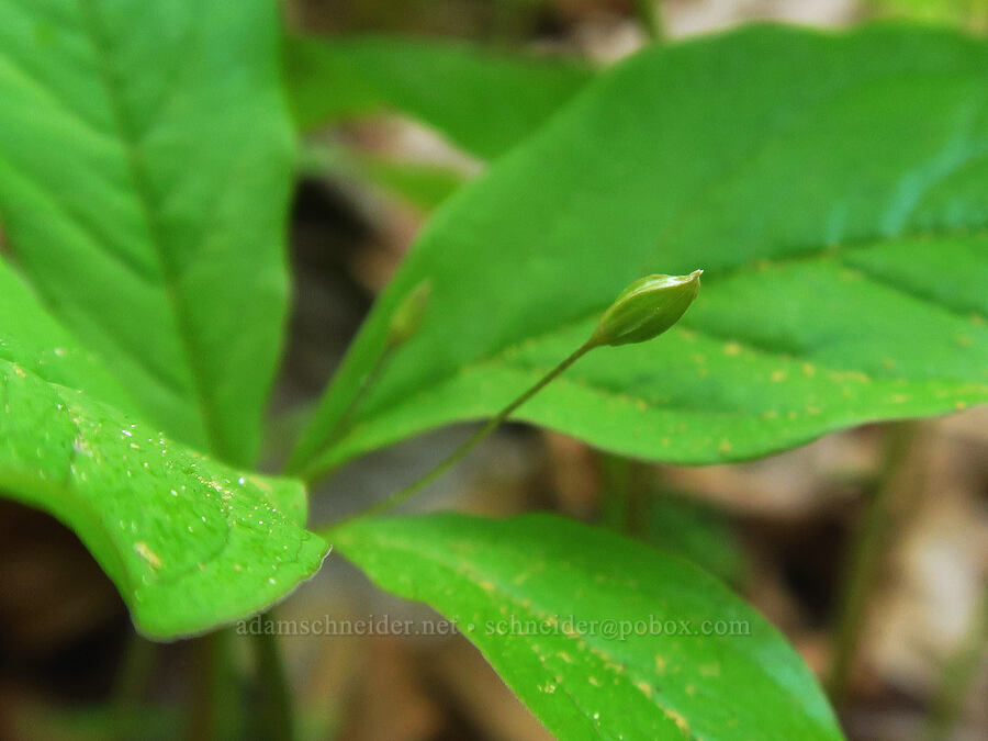 western starflower, budding (Lysimachia latifolia (Trientalis borealis ssp. latifolia)) [Mount Pisgah, Lane County, Oregon]
