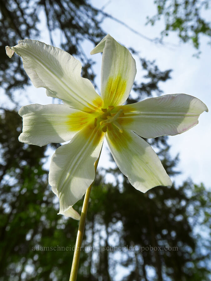 Oregon fawn lily (Erythronium oregonum) [Mount Pisgah, Lane County, Oregon]