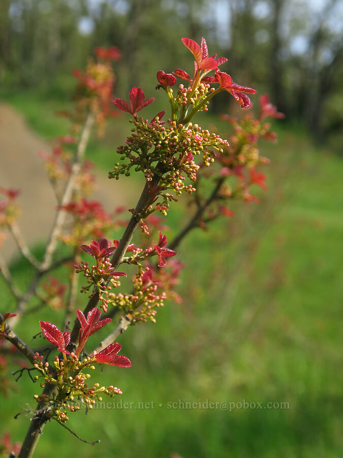 poison-oak with flower buds (Toxicodendron diversilobum (Rhus diversiloba)) [Mount Pisgah, Lane County, Oregon]