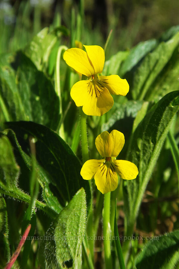 upland yellow violet (Viola praemorsa (Viola nuttallii var. praemorsa)) [Mount Pisgah, Lane County, Oregon]
