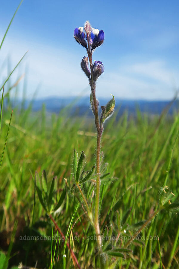 small-flowered lupine (Lupinus micranthus (Lupinus polycarpus)) [Mount Pisgah, Lane County, Oregon]