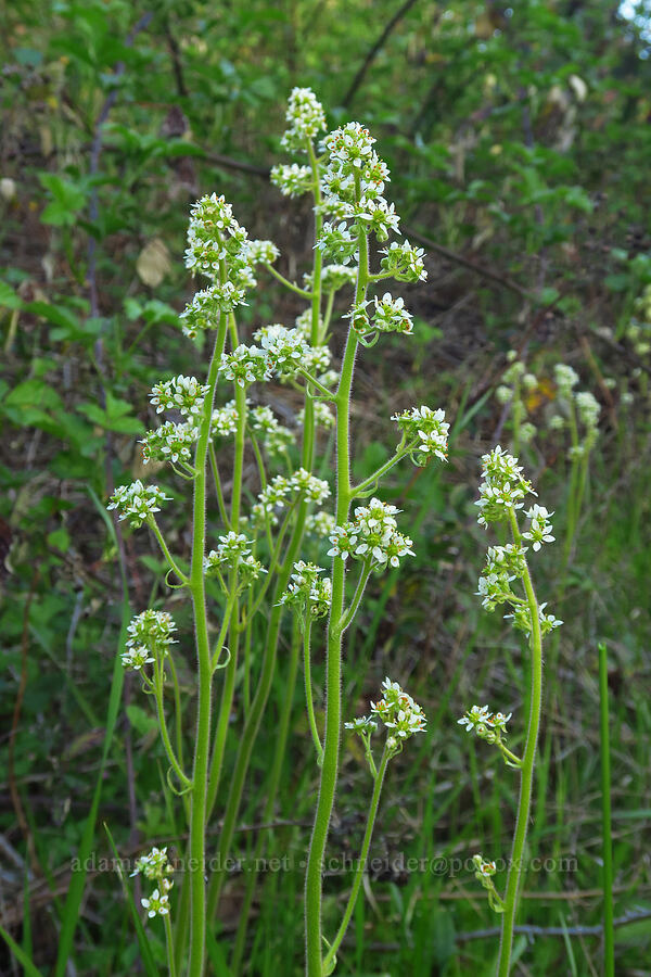 Oregon saxifrage (Micranthes oregana (Saxifraga oregana)) [Mount Pisgah, Lane County, Oregon]