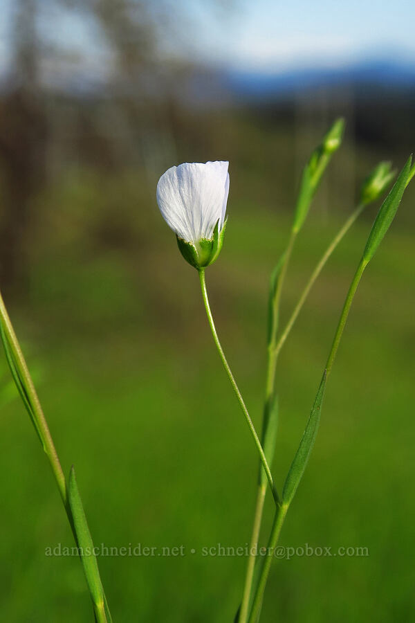 pale flax (Linum bienne) [Mount Pisgah, Lane County, Oregon]