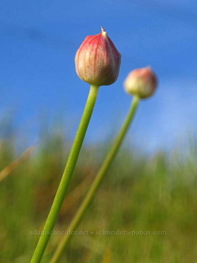 narrow-leaf onion, budding (Allium amplectens) [Mount Pisgah, Lane County, Oregon]