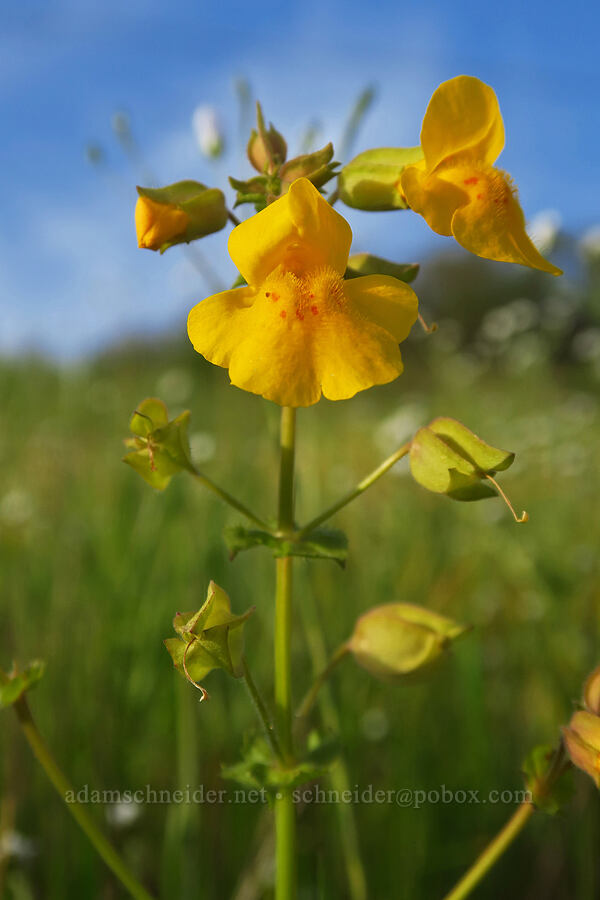 yellow monkeyflower (Erythranthe guttata (Mimulus guttatus)) [Mount Pisgah, Lane County, Oregon]