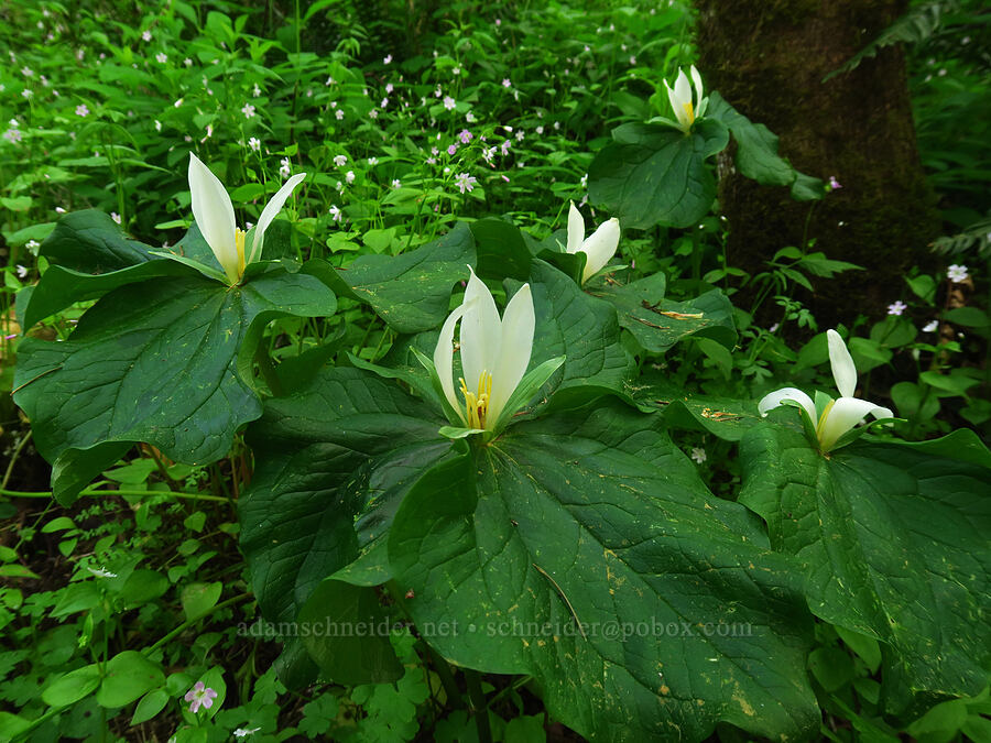 white sessile-flowered trillium (Trillium albidum) [Mount Pisgah, Lane County, Oregon]