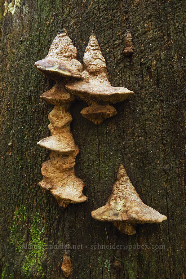 oak maze-gill mushroom (Fomitopsis quercina (Daedalea quercina)) [Mount Pisgah, Lane County, Oregon]