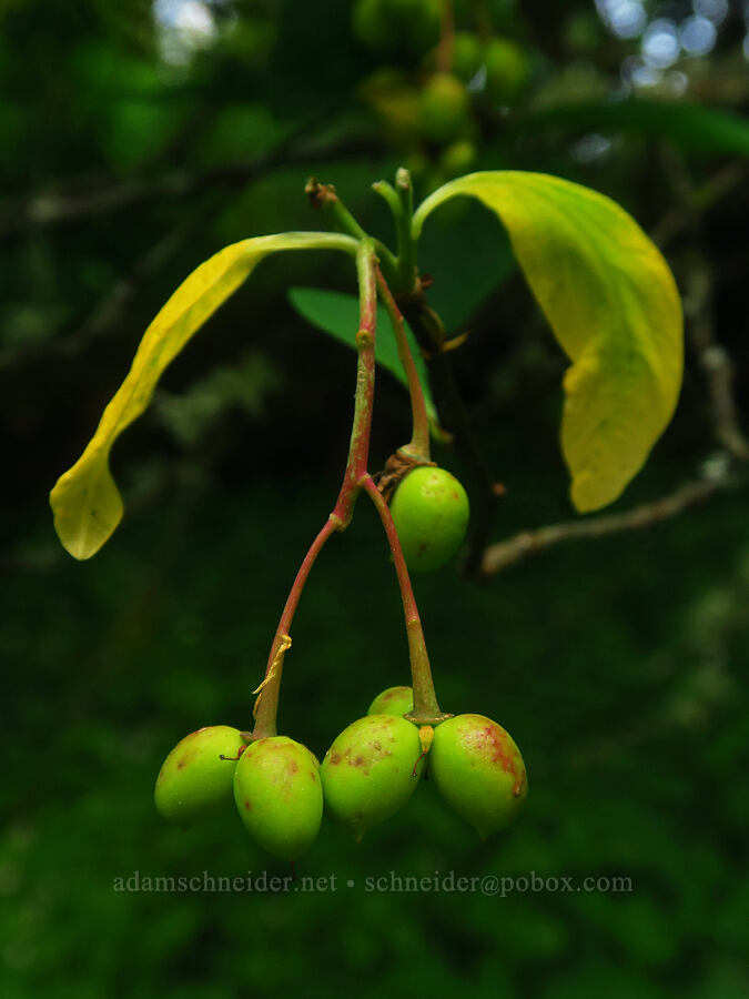 Indian plums (Oemleria cerasiformis) [Mount Pisgah, Lane County, Oregon]