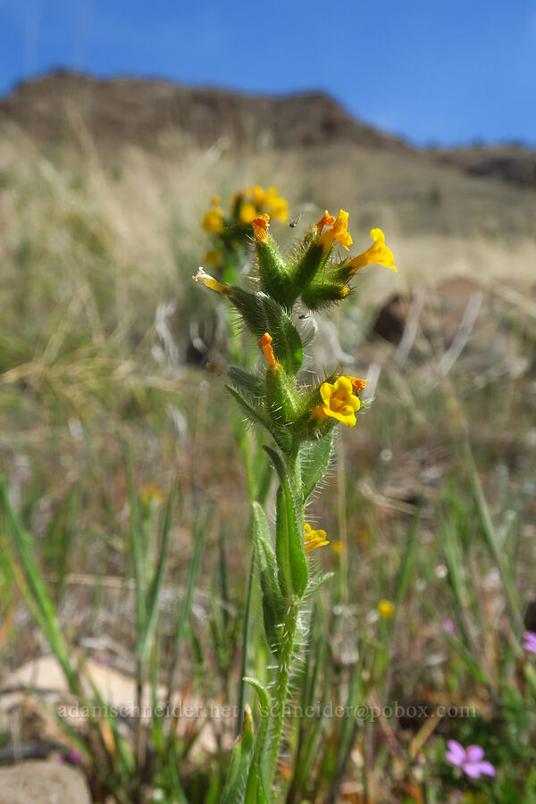 bristly fiddleneck (Amsinckia tessellata) [Spring Basin Wilderness, Wheeler County, Oregon]