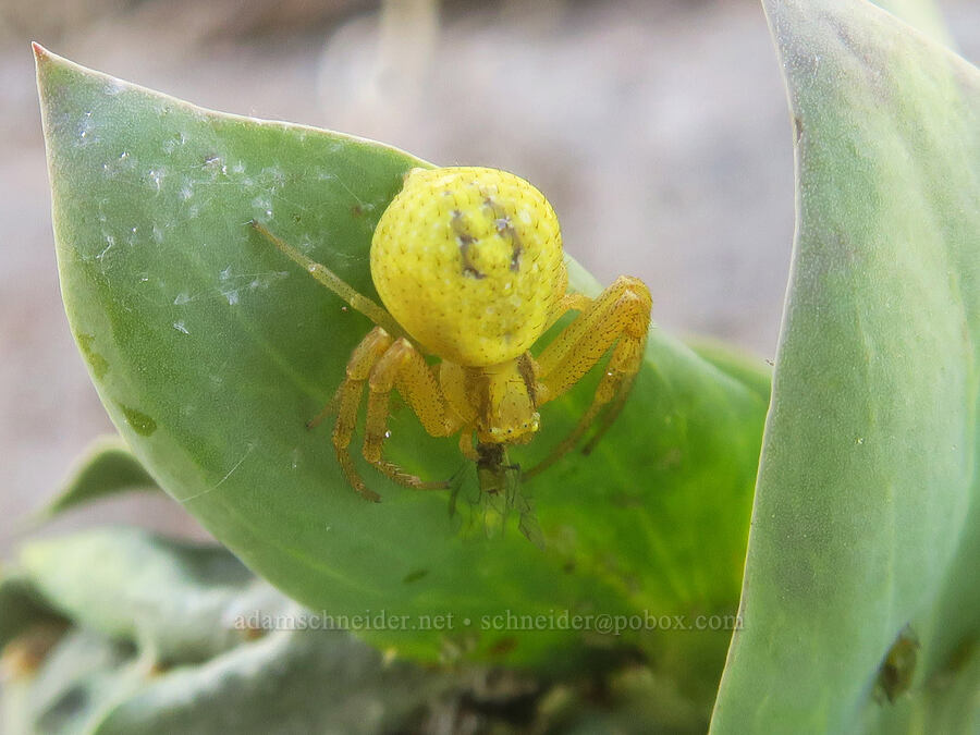 female crab spider having lunch (Mecaphesa sp.) [Spring Basin Wilderness, Wheeler County, Oregon]