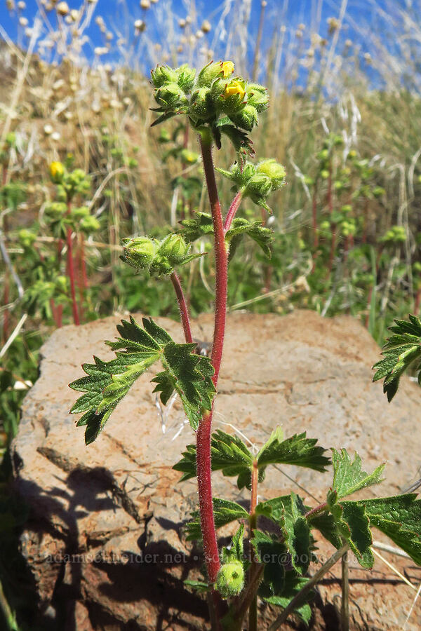 John Day cinquefoil (Drymocallis campanulata (Potentilla glandulosa var. campanulata)) [Spring Basin Wilderness, Wheeler County, Oregon]