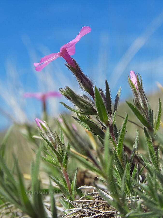 sagebrush phlox (Phlox aculeata) [Spring Basin Wilderness, Wheeler County, Oregon]