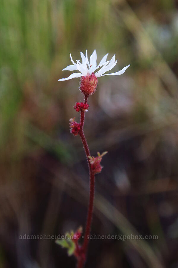 bulbiferous prairie star (Lithophragma glabrum) [Spring Basin Wilderness, Wheeler County, Oregon]