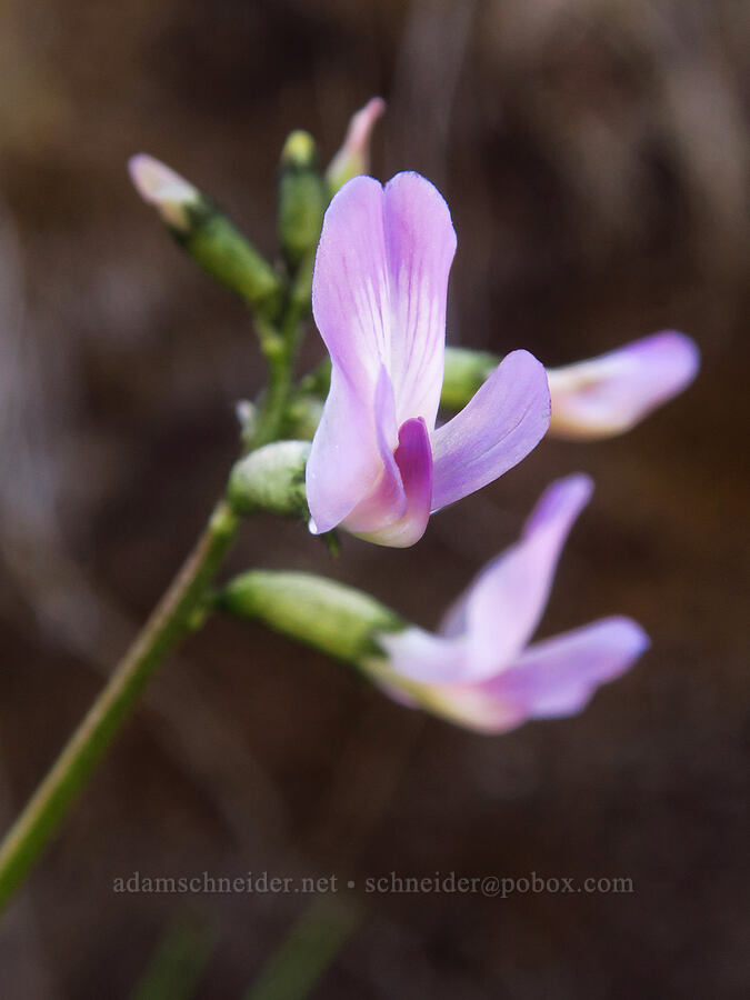 Idaho milk-vetch (Astragalus conjunctus) [Spring Basin Wilderness, Wheeler County, Oregon]