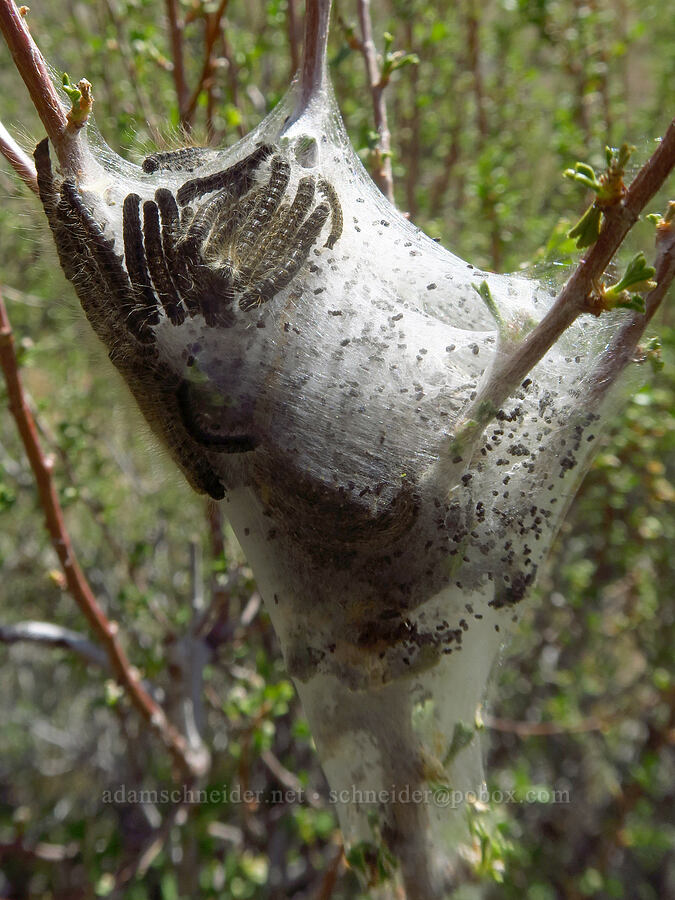 tent caterpillars (Malacosoma sp.) [Spring Basin Wilderness, Wheeler County, Oregon]