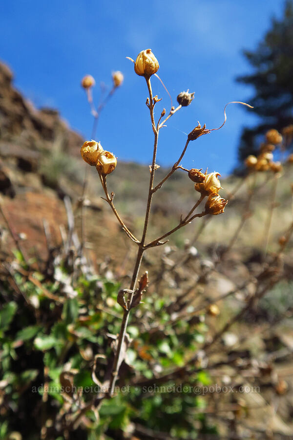 last year's cut-leaf penstemon (Penstemon richardsonii var. dentatus) [Spring Basin Wilderness, Wheeler County, Oregon]