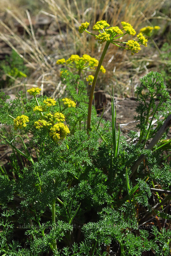 pungent desert parsley (Lomatium papilioniferum (Lomatium grayi)) [Spring Basin Wilderness, Wheeler County, Oregon]