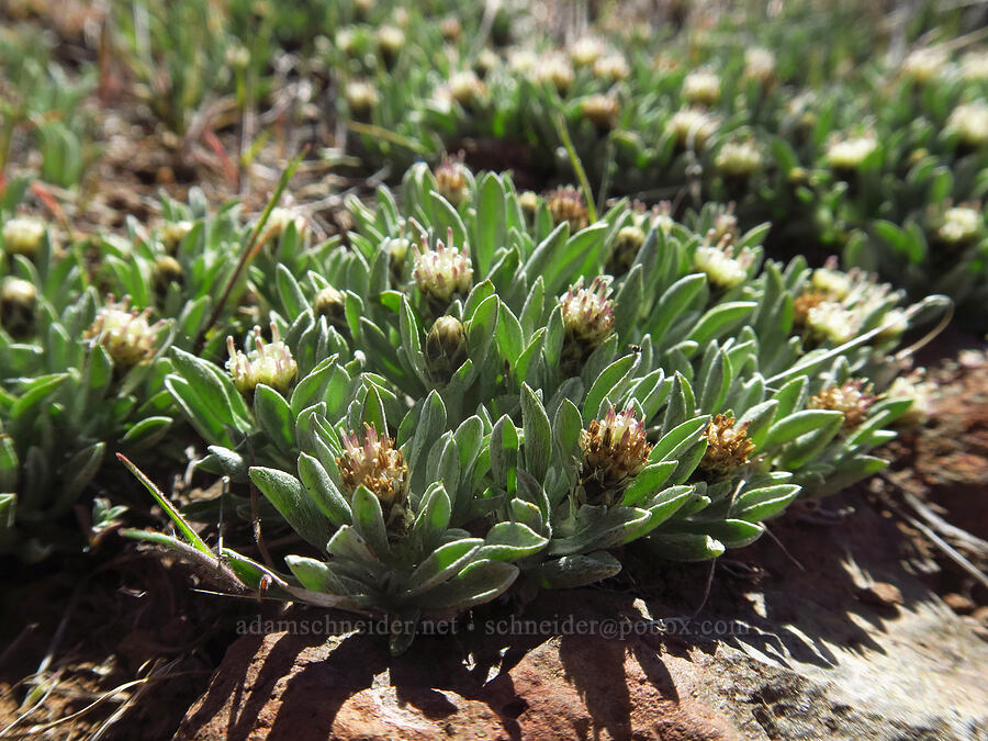 low pussy-toes (staminate/male flowers) (Antennaria dimorpha) [Spring Basin Wilderness, Wheeler County, Oregon]