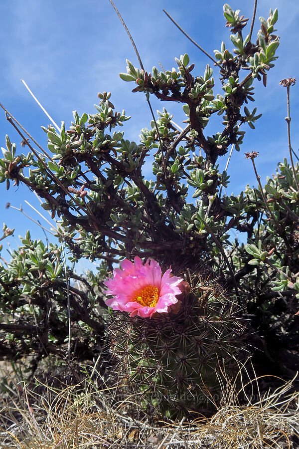 snowball cactus & wild buckwheat (Pediocactus nigrispinus (Pediocactus simpsonii var. robustior), Eriogonum sphaerocephalum) [Spring Basin Wilderness, Wheeler County, Oregon]