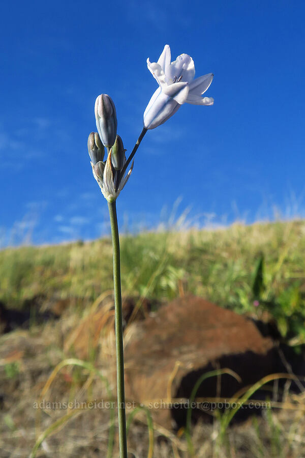 bi-colored cluster lily (Triteleia grandiflora var. howellii (Brodiaea bicolor)) [BLM Criterion Tract, Wasco County, Oregon]