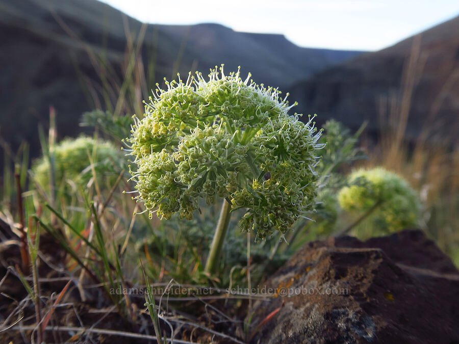 big-seed biscuitroot (Lomatium macrocarpum) [BLM Criterion Tract, Wasco County, Oregon]
