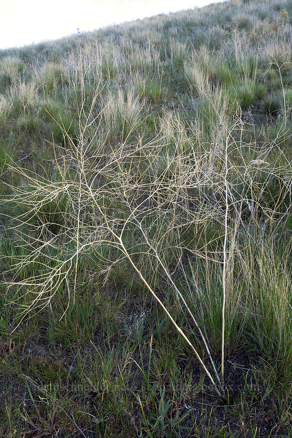 tumble mustard (Sisymbrium altissimum) [BLM Criterion Tract, Wasco County, Oregon]