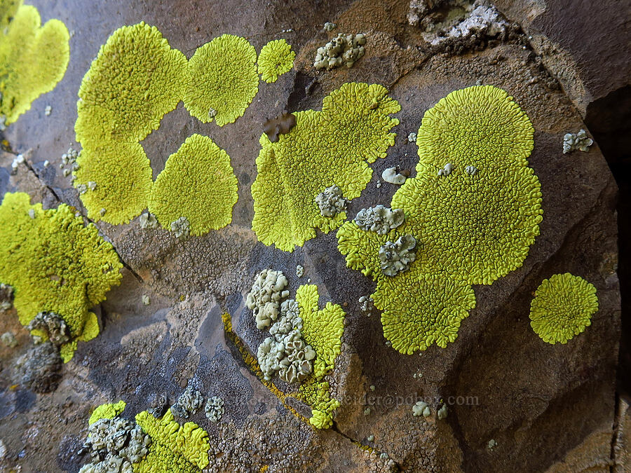 crustose lichen [BLM Criterion Tract, Wasco County, Oregon]