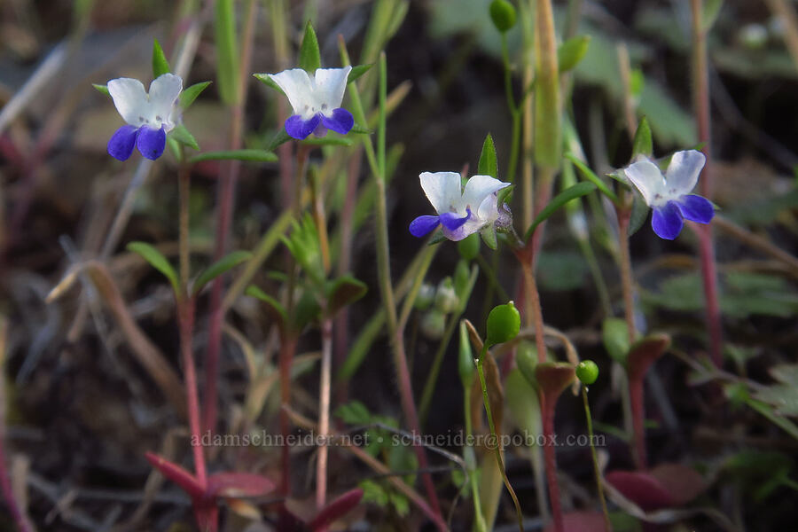 small-flowered blue-eyed-Mary (Collinsia parviflora) [BLM Criterion Tract, Wasco County, Oregon]