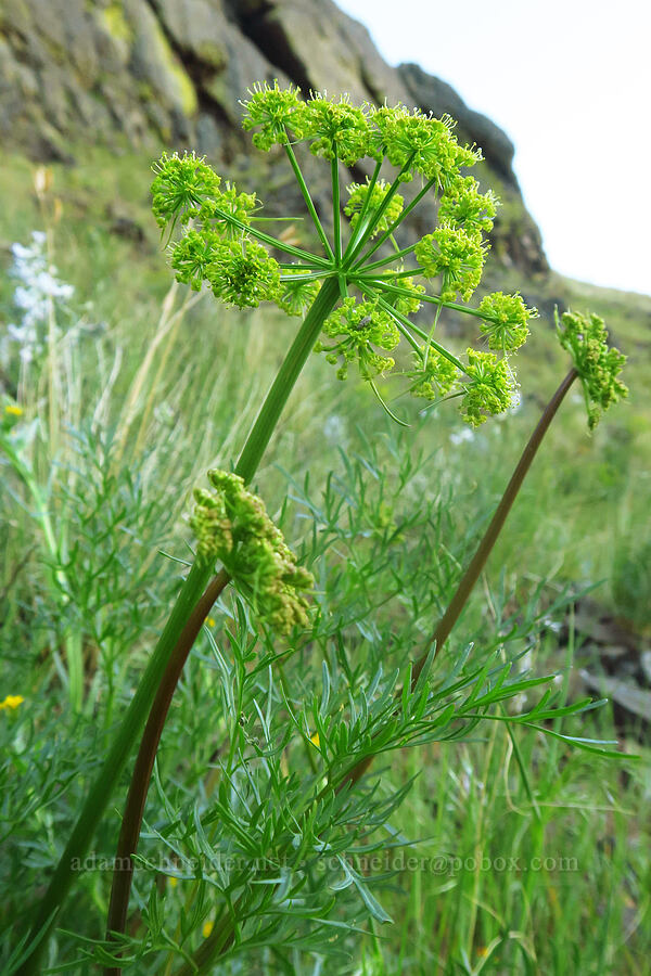 fern-leaf desert parsley (Lomatium multifidum (Lomatium dissectum var. multifidum)) [BLM Criterion Tract, Wasco County, Oregon]