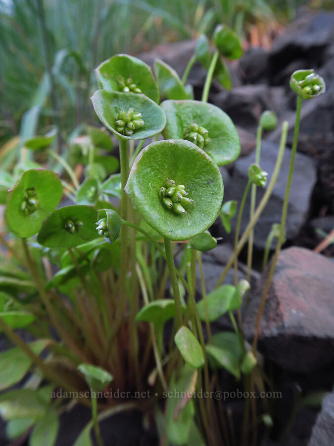 miner's lettuce (Claytonia perfoliata (Montia perfoliata)) [BLM Criterion Tract, Wasco County, Oregon]
