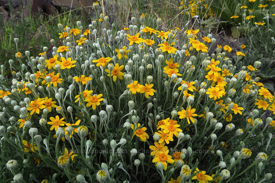 Oregon sunshine (Eriophyllum lanatum) [Upper Deschutes Access Road, Wasco County, Oregon]