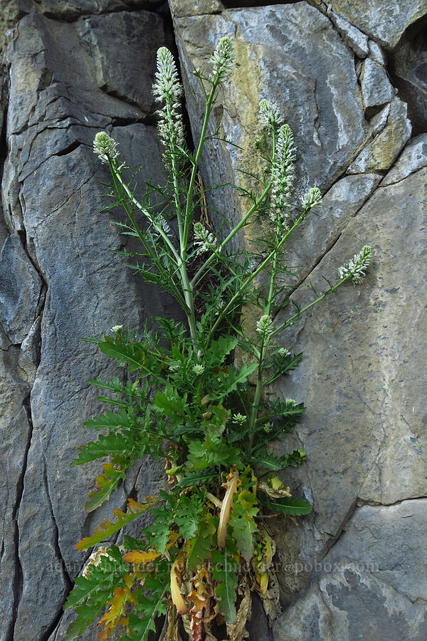 cut-leaf thelypody (Thelypodium laciniatum) [Upper Deschutes Access Road, Wasco County, Oregon]