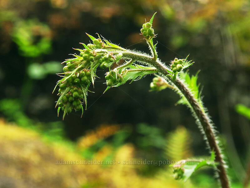 small-flowered alumroot, budding (Heuchera micrantha) [Canemah Bluff Nature Park, Oregon City, Clackamas County, Oregon]