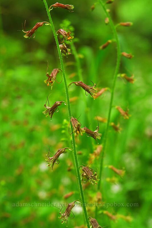 piggy-back plant (Tolmiea menziesii (Tiarella menziesii)) [Canemah Bluff Nature Park, Oregon City, Clackamas County, Oregon]