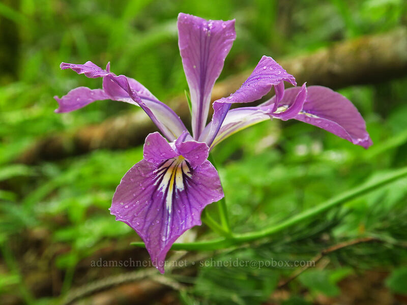 Oregon iris (Iris tenax) [Canemah Bluff Nature Park, Oregon City, Clackamas County, Oregon]
