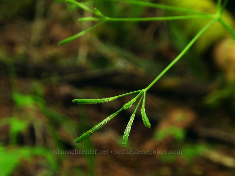 mountain sweet-cicely seeds (Osmorhiza berteroi) [Canemah Bluff Nature Park, Oregon City, Clackamas County, Oregon]