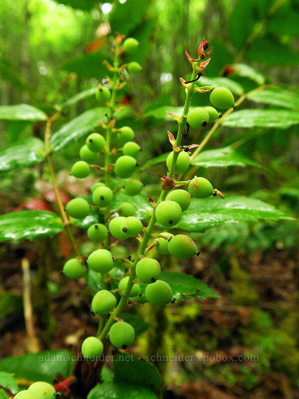 Cascade Oregon-grape (Mahonia nervosa (Berberis nervosa)) [Canemah Bluff Nature Park, Oregon City, Clackamas County, Oregon]