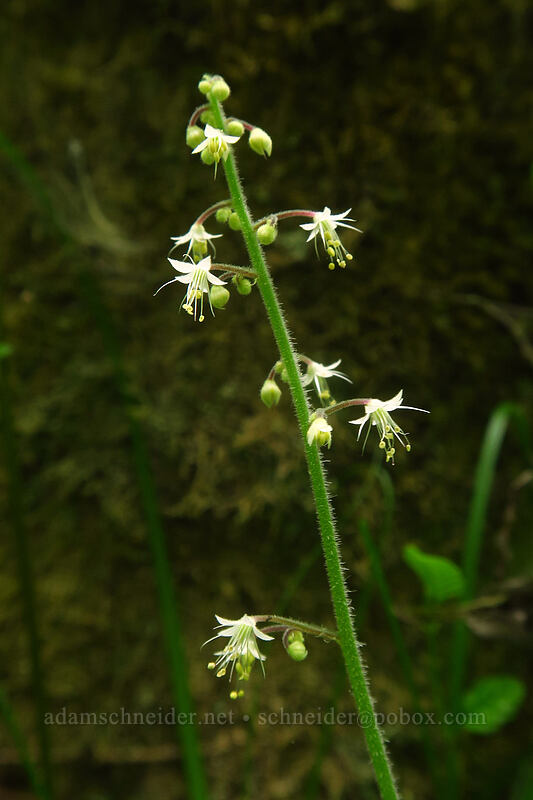foamflower (Tiarella trifoliata var. trifoliata) [Canemah Bluff Nature Park, Oregon City, Clackamas County, Oregon]