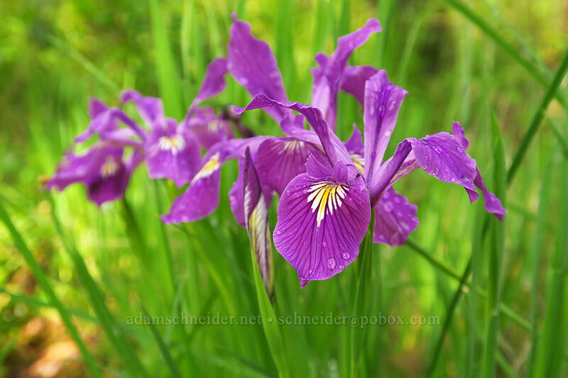 Oregon irises (Iris tenax) [Canemah Bluff Nature Park, Oregon City, Clackamas County, Oregon]