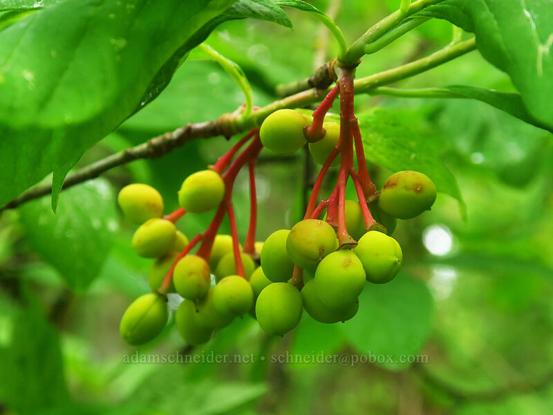Indian plums (osoberries) (Oemleria cerasiformis) [Canemah Bluff Nature Park, Oregon City, Clackamas County, Oregon]