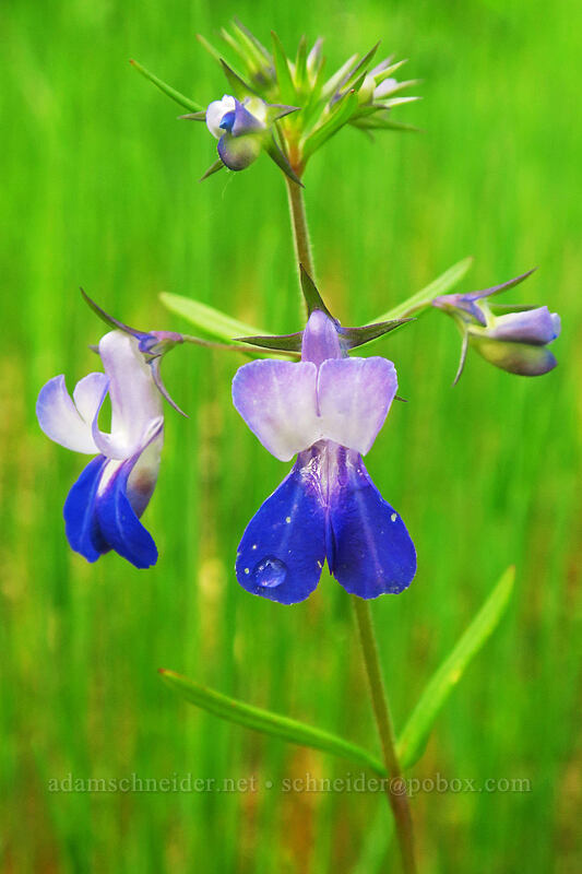 large-flowered blue-eyed-Mary (Collinsia grandiflora) [Canemah Bluff Nature Park, Oregon City, Oregon]