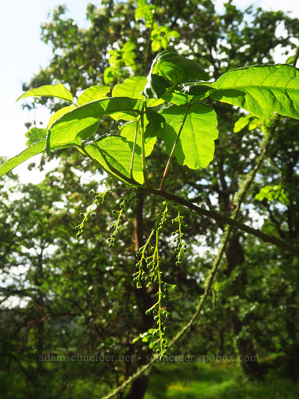 poison-oak (Toxicodendron diversilobum (Rhus diversiloba)) [Canemah Bluff Nature Park, Oregon City, Clackamas County, Oregon]