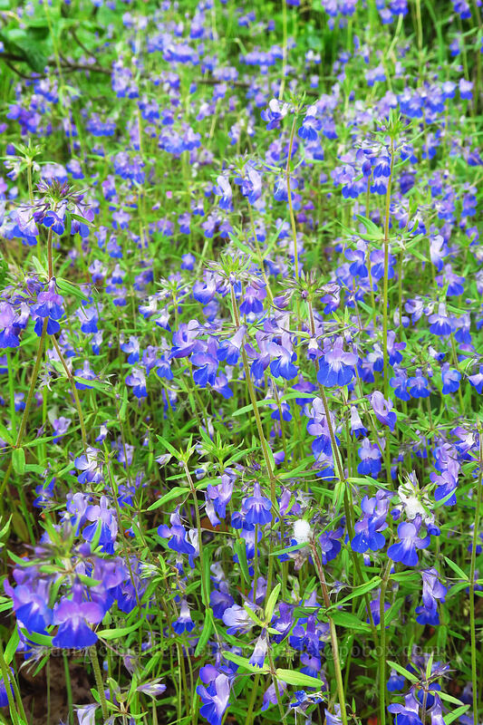 large-flowered blue-eyed-Mary (Collinsia grandiflora) [Canemah Bluff Nature Park, Oregon City, Clackamas County, Oregon]