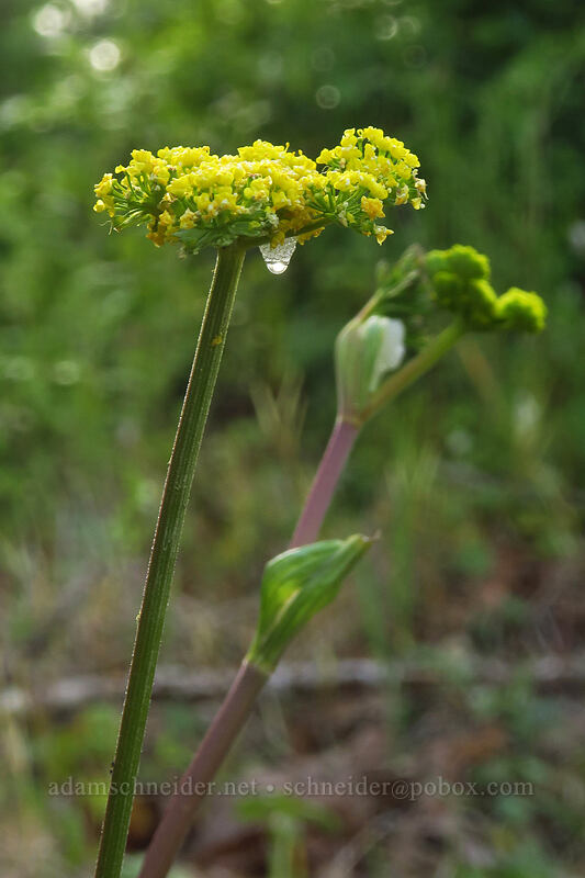 common desert parsley (spring gold) (Lomatium utriculatum) [Canemah Bluff Nature Park, Oregon City, Clackamas County, Oregon]