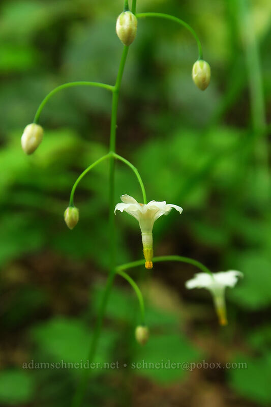 inside-out flower (Vancouveria hexandra) [Canemah Bluff Nature Park, Oregon City, Clackamas County, Oregon]