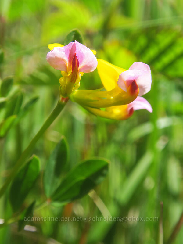 harlequin lotus (Hosackia gracilis (Lotus formosissimus)) [Saint Perpetua Trail, Siuslaw National Forest, Lincoln County, Oregon]